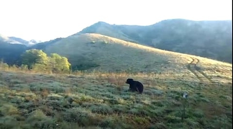 Sloth bear spreading panic in Nilgiris captured