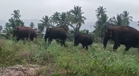 Clear slush and maintain elephant-proof trenches, Dharmapuri farmers urge forest department
