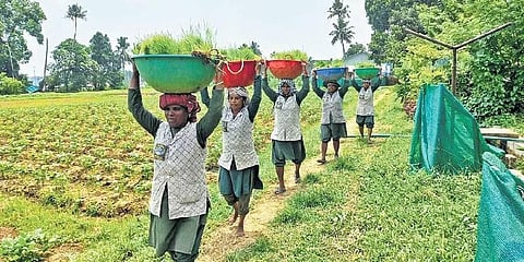 Workers engaged in farm activities