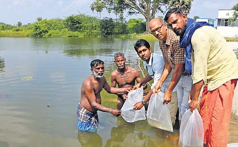 ICAR-KVK experts releasing fish seedlings into community pond in district | express