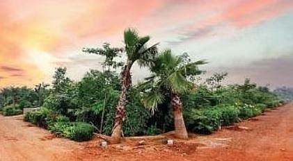 Run at the world’s largest Miyawaki forest