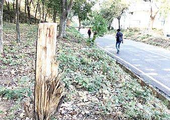 Representational image stump of a sandalwood tree. (File Photo)