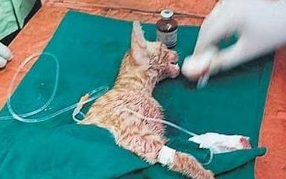Representational purpose. Veterinary doctors tend to an injured cat in Hyderabad