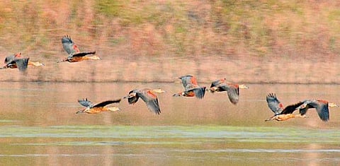 Lesser whistling ducks fly over a lake during a bird watching session. (File photo | D Hemanth, EPS)