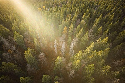 Dead spruces in Risoud Forest. Drier weather threatens the wood's special tonal qualities | AFP