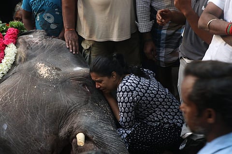 Lakshmi was the temple elephant at the famous Sri Manakula Vinayagar shrine in Puducherry. (Photo | Sriram R, EPS)