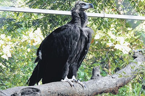 Cinereous vulture finds home in Machia Biological  Park