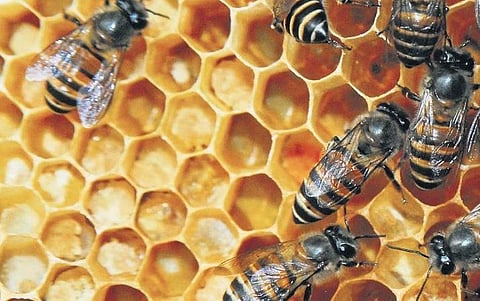 The new species of honey bee Apis karinjodian, discovered in Western Ghats | Special Arrangement