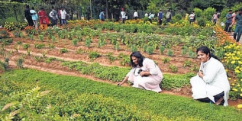 Visitors take a look at various medicinal plants and herbs showcased at Krishi Mela in Bengaluru on Friday | Nagaraja Gadekal