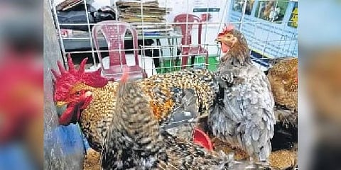Poultry sale at veterinary varsity campus back to pre-Covid levels in Bengaluru 