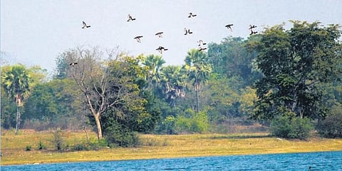 A large number of birds from Himalayan region and central Asia migrate to Jharkhand, including Jamtara, during winter.