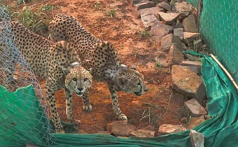 Cheetah 'Gamini' gave birth to six cubs at the Kuno National Park in Madhya Pradesh
