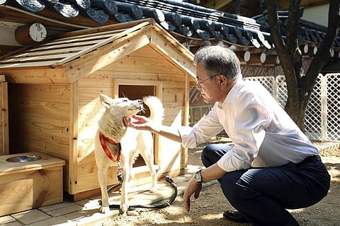In this photo provided on Oct. 2018, by South Korea Presidential Blue House, South Korean President Moon Jae-in touches a white Pungsan dog, named Gomi, in Seoul, South Korea. (File | AP)