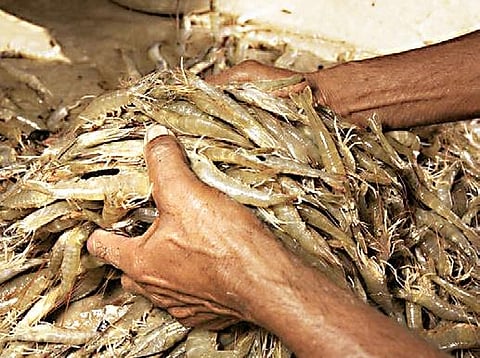 Shrimp farmers incur loss as support price drop
