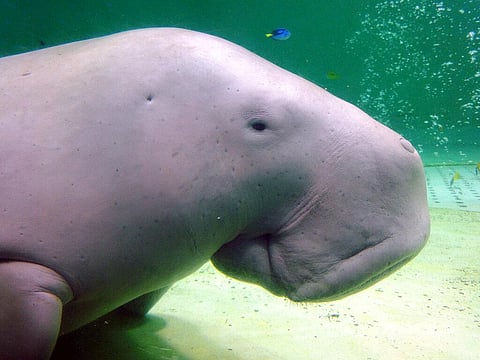 Manatee relative, 700 new species now facing extinction