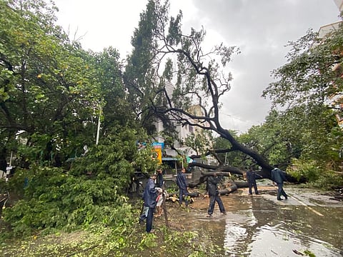A huge tree was uprooted at Jeeva corner in Kilpauk, Chennai in Tamil Nadu on December 10. Cyclone Mandous, a severe cyclonic storm, made landfall late Friday night, crossing the coast in Tamil Nadu with a wind speed of 75 km an hour. The cyclone has now 