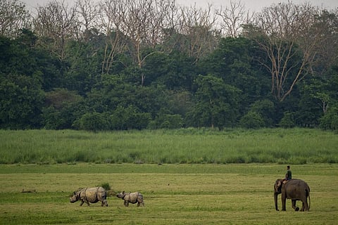 When elephants and monkeys go for fast food