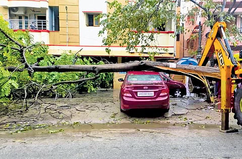Three-decade old tree fell on a car in Tirupati on Saturday due to rains. (Photo | Madhav K, EPS)