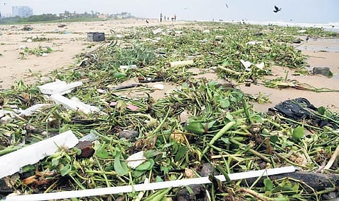 Chennai corporation clears 644 tonnes of green waste(Photo | R Satish Babu)