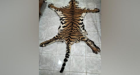 The seized skin of a Royal Bengal Tiger.