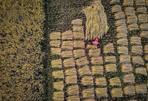 Here is a compilation of photographs from across the country shot by our lensmen this week.. A farmer seen cutting paddy crops on the outskirts of Bhubaneswar, Odisha. (Photo | Debadatta Mallick, EPS)