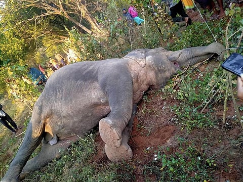 The carcass of a female elephant found in Odisha's Deogarh district (Express)