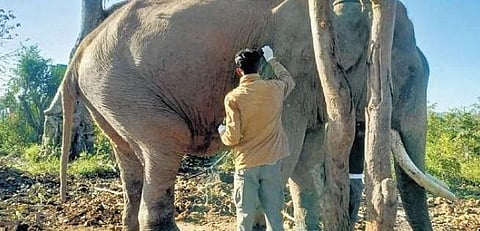 ​  A vet attends to elephant Balarama at Bheemanakatte camp on Friday | Express  ​
