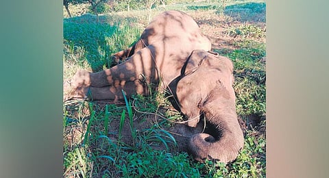 Carcass of the 35-year-old female jumbo in Chittoor district | Express