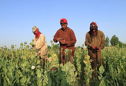 Afghanistan is the world's top cultivator of the poppy, from which opium and heroin are produced.