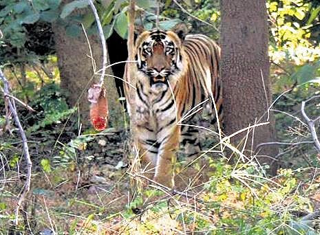 The tiger sighted 200 metres away from the Debrigarh nature camp representative Image.