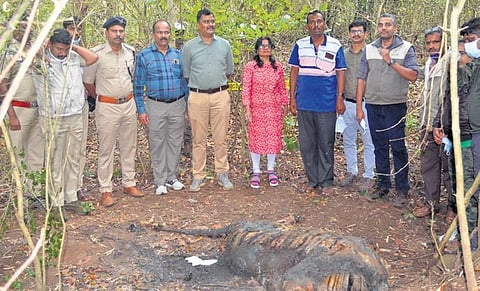 Forest officials with the carcass of the tiger near Kali Tiger Reserve | Express