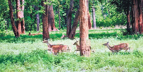 Palamu Tiger Reserve to shift road to curb man-animal conflict