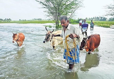Floodwater yet to dissipate from paddy fields in Ekanapuram | Ashwin prasath