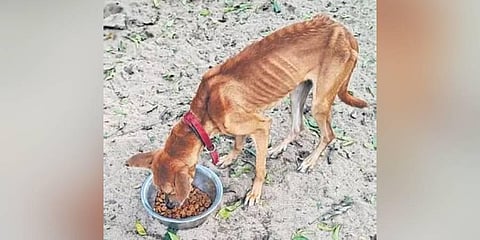 A malnourished dog that was rescued from an animal shelter | Express