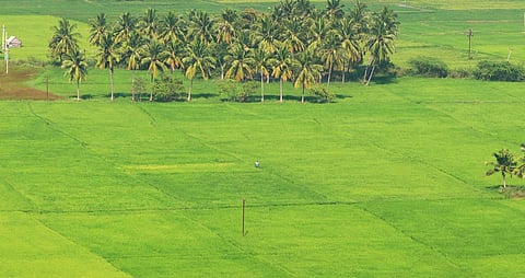 Image used for representational purpose only. (Photo | Special Arrangement)