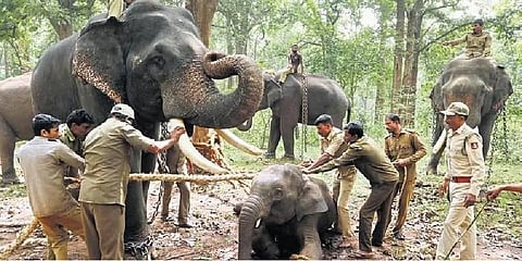 Elephants at the Sakrebailu camp in Shivamogga