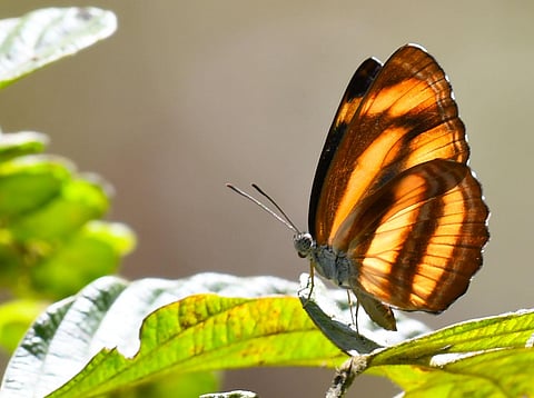 For representational purposes