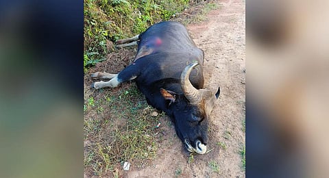 The carcass of the Guar was lying on the road. (Photo | Express)