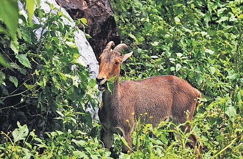 Nilgiri Tahr has become extinct in 14% of its traditional habitat | S Senbagapandiyan