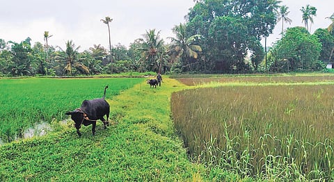Japan Violet variety planted in a field
