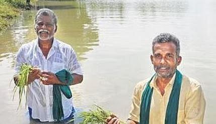 Farmers showing crops damaged  by rains in Mayiladuthurai district | PIC: Antony Fernando