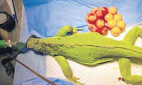 Iguana after surgery | Express
