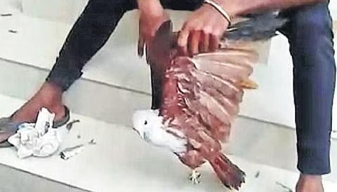 A forest dept staffer holding the kite t hat attacked Omana (inset) | A Sanesh