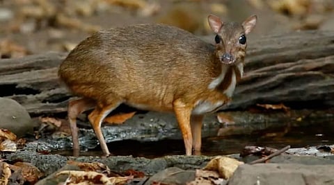 Mouse Deer an endanger animal spotted in Western Ghats. (Photo | Special Arrangement)