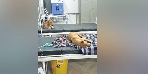 Two stray dogs can be seen sleeping on beds at Shahpura health centre. (Photo | Express)