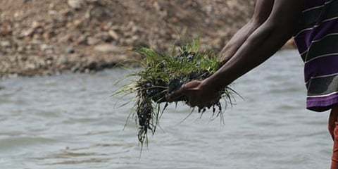 Sea Grass were found at Alamparai. (Photo | Express, Sriram R)