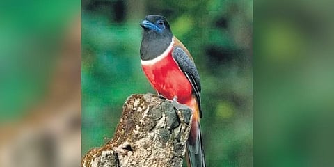 ‘Malabar Trogon’ theme for bird festival at Kollur