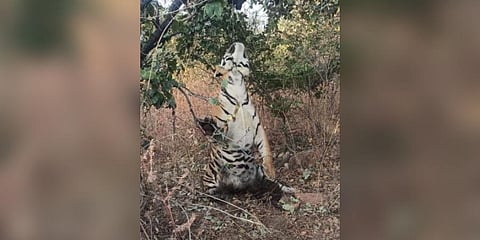 A male tiger aged around two years was found hanging to death through a tree trap in the Panna district of ‘Tiger State’ Madhya Pradesh. (Photo | EPS)