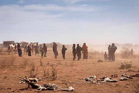 Women and children walk past animal carcasses near Sagalo village in the Korahe zone of the Somali region of Ethiopia (Photo | AP)