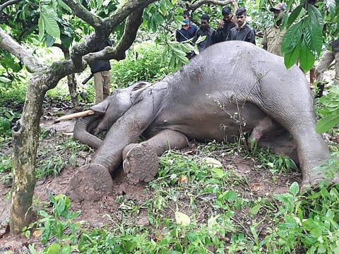 Experts conduct autopsy of jumbo carcass recovered by Special Task Force near Narasinghpur